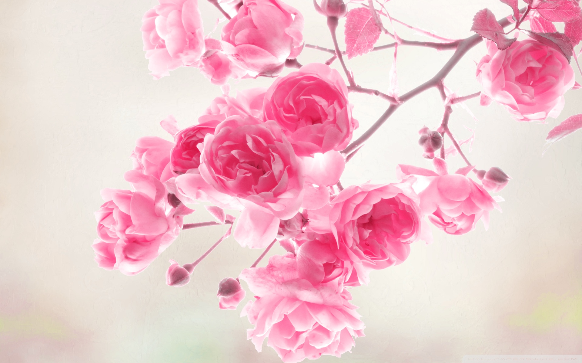 pictures-of-roses-and-wallpapers-14