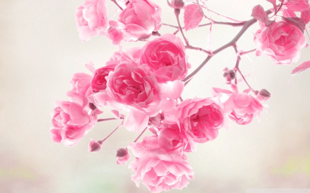 pictures-of-roses-and-wallpapers-14